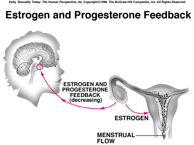 Estradiol And Progesterone Weight Loss